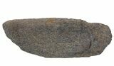 Fossil Whale Bone - Shark Tooth Mark (Megalodon?) #64299-1